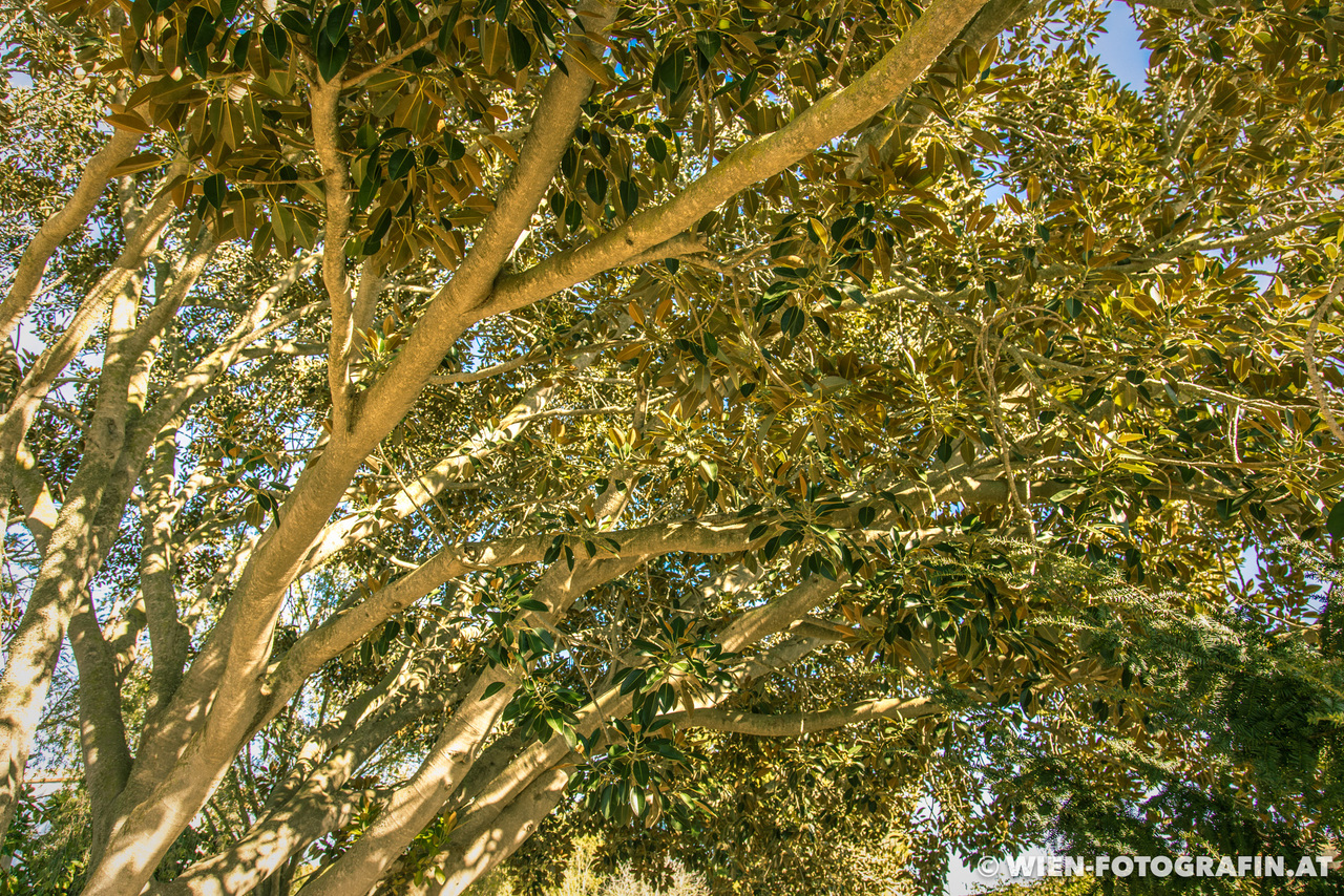 Ficus macrophylla