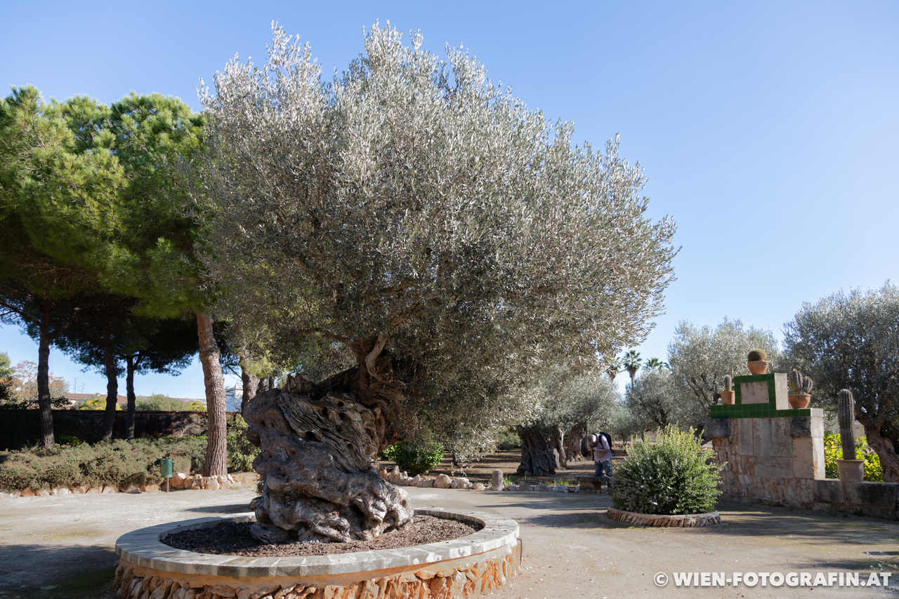 Olea europaea
