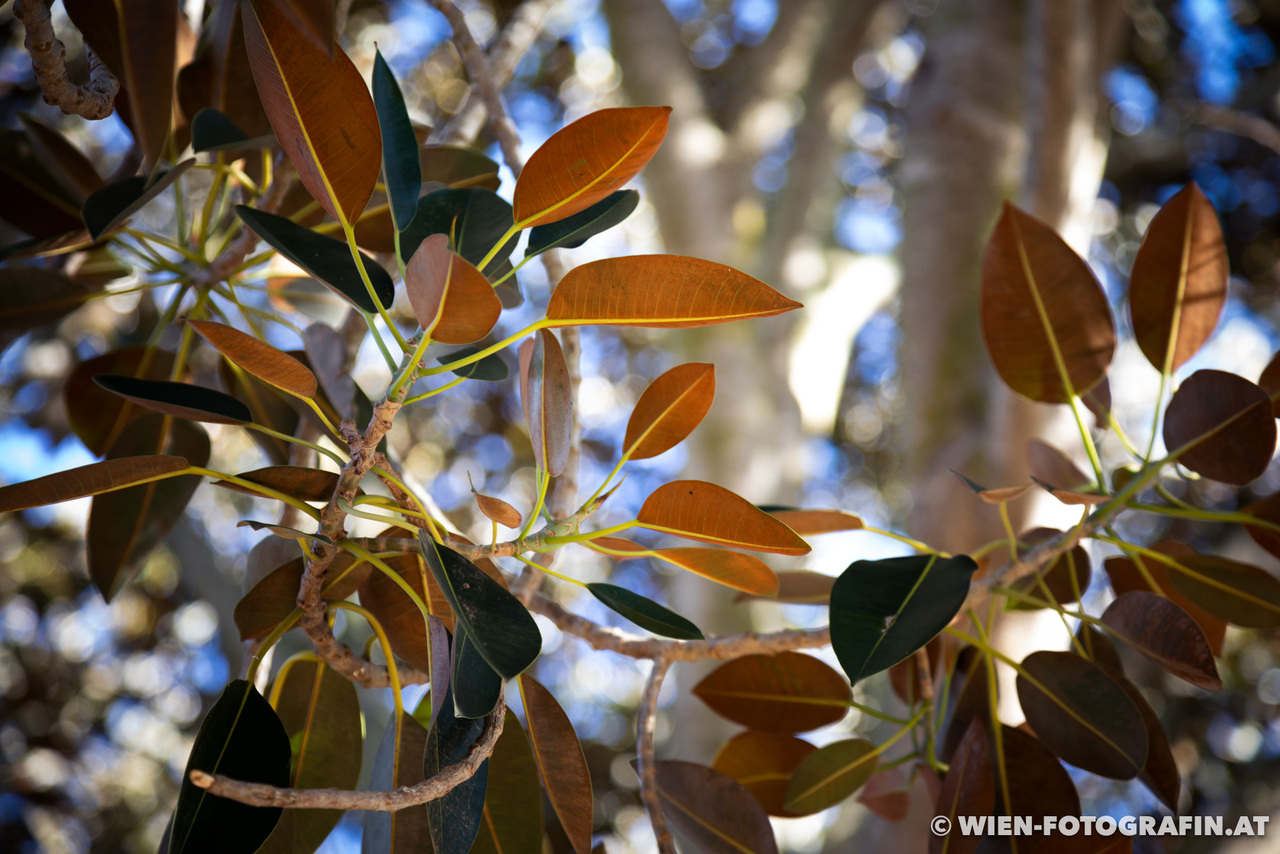 Ficus macrophylla