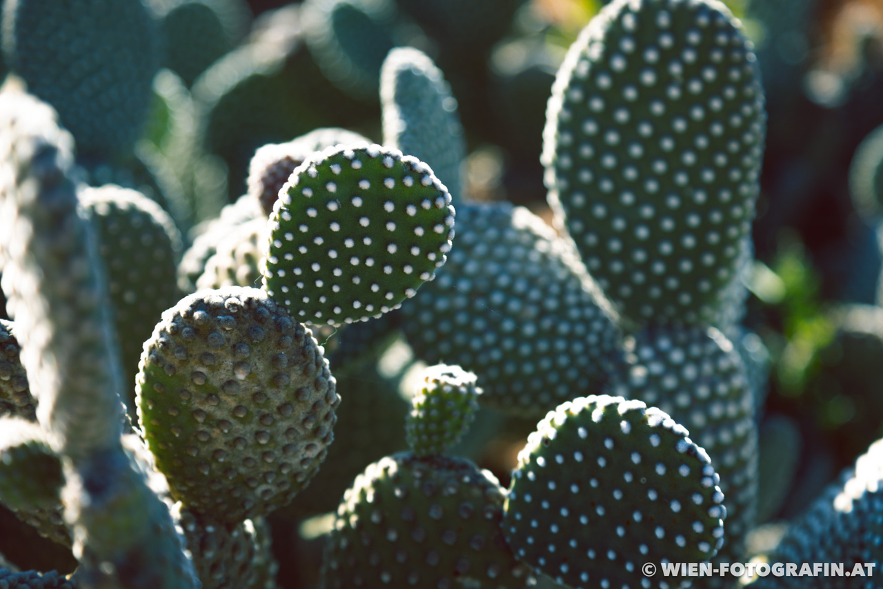 Opuntia microdasys