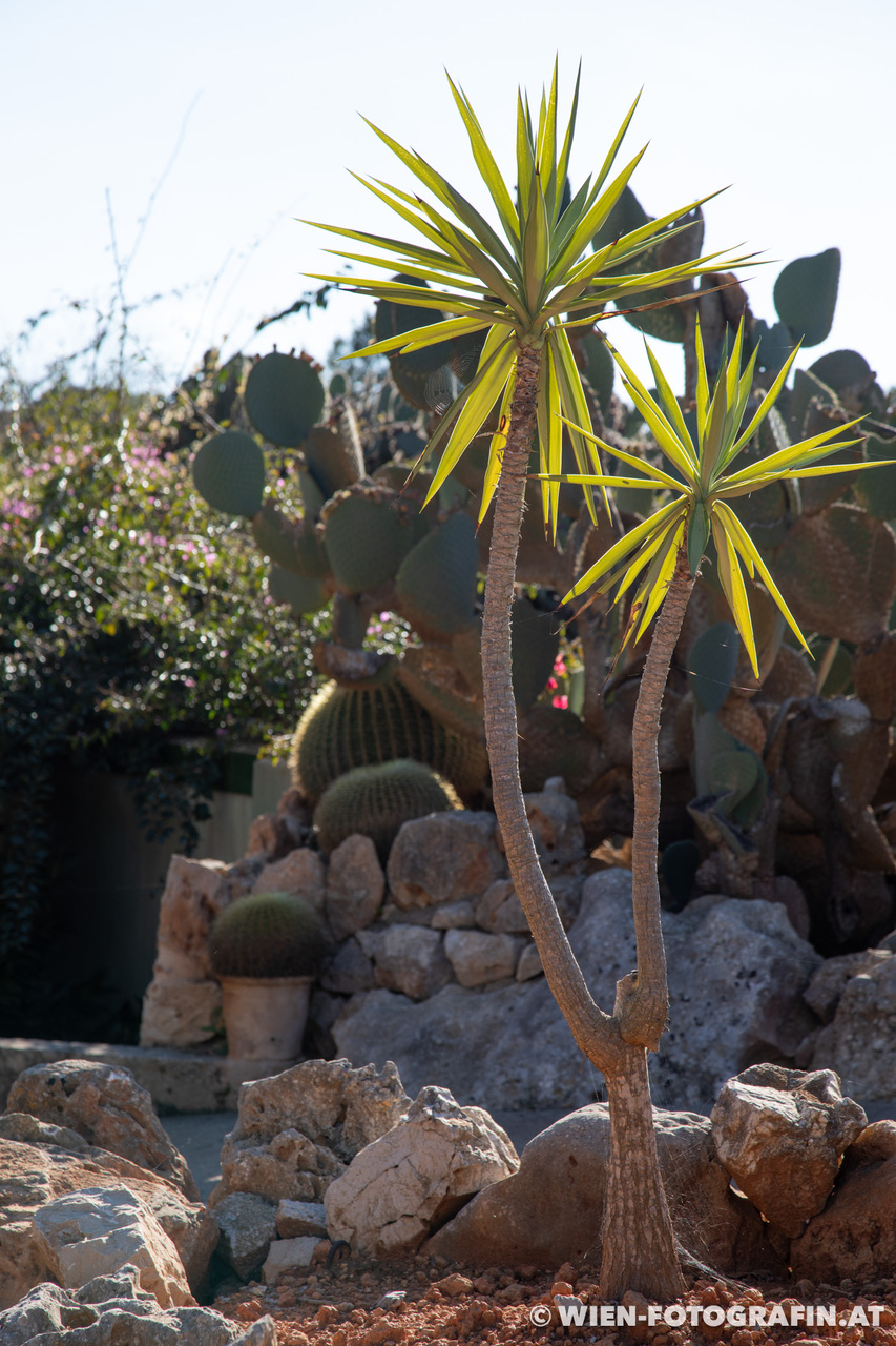 Yucca gigantea