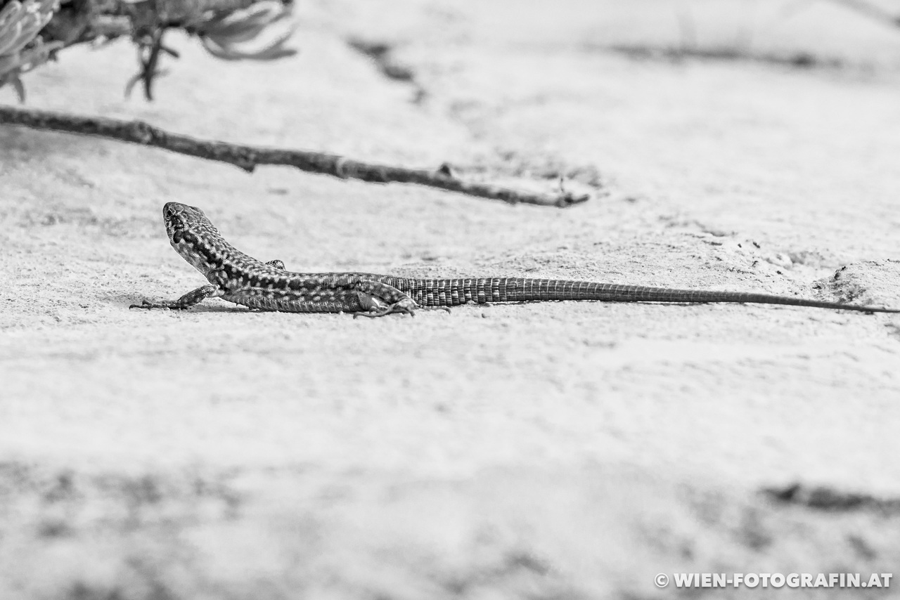 Kleiner Salamander