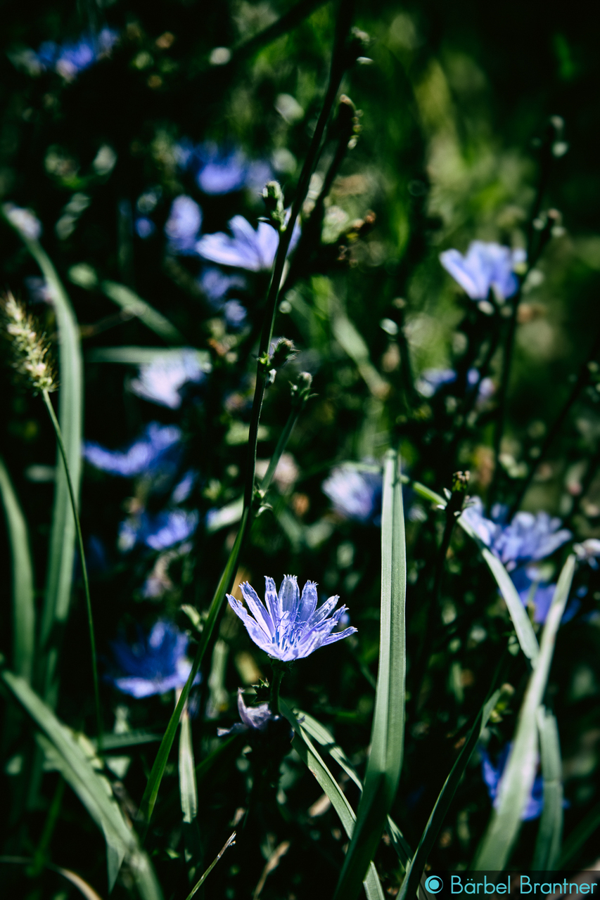 Blaue Blume