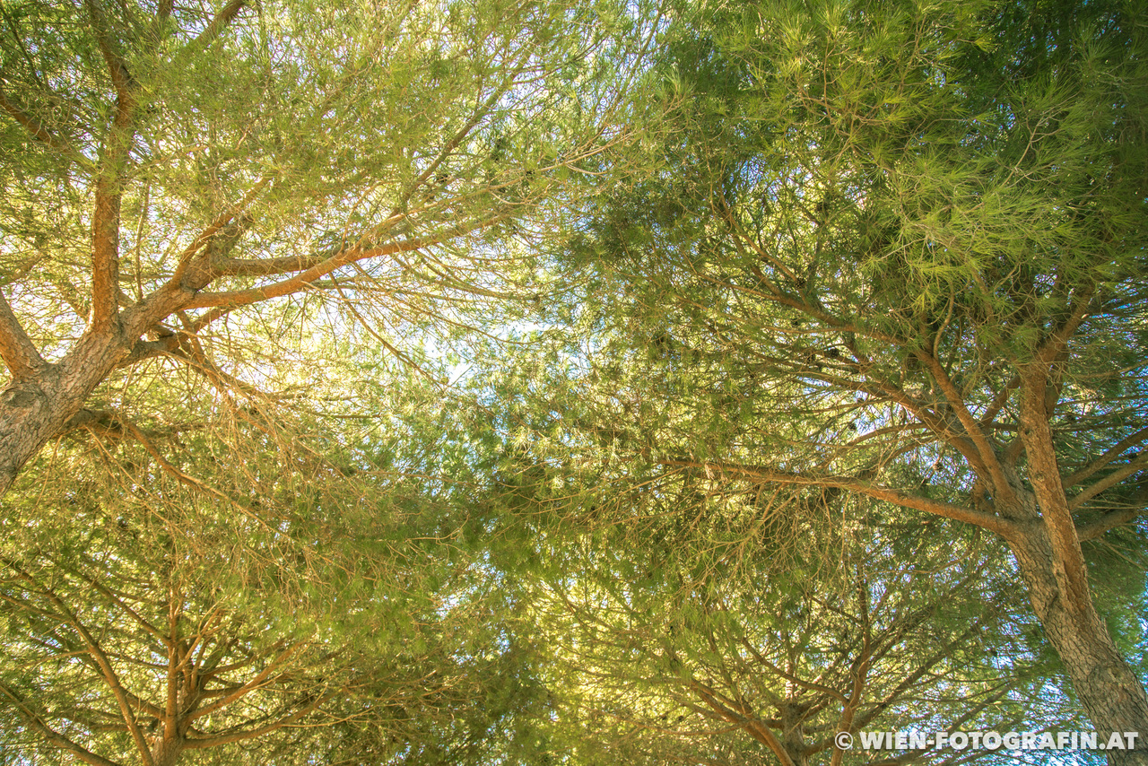 Pinus pinea