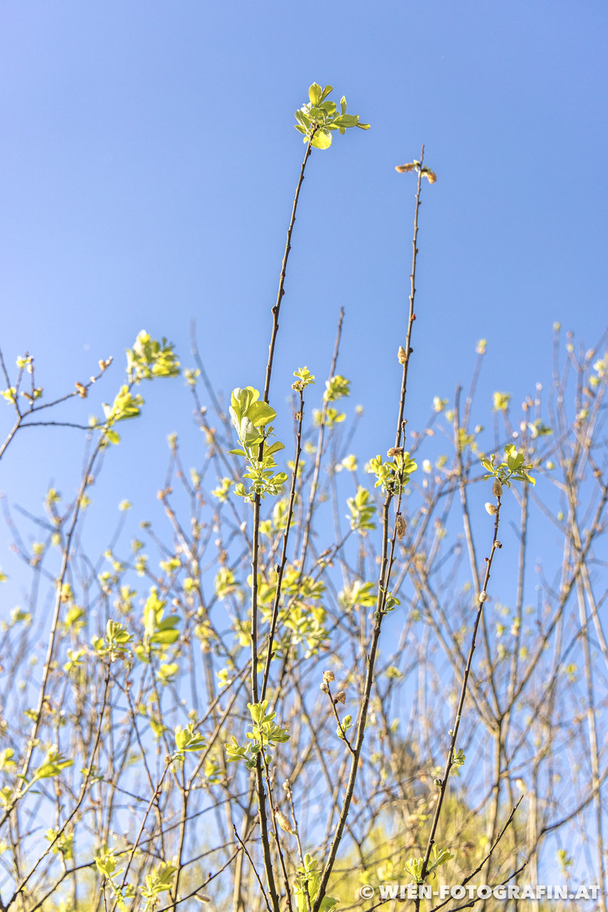 Spaziergang im Dingelsdorfer Ried