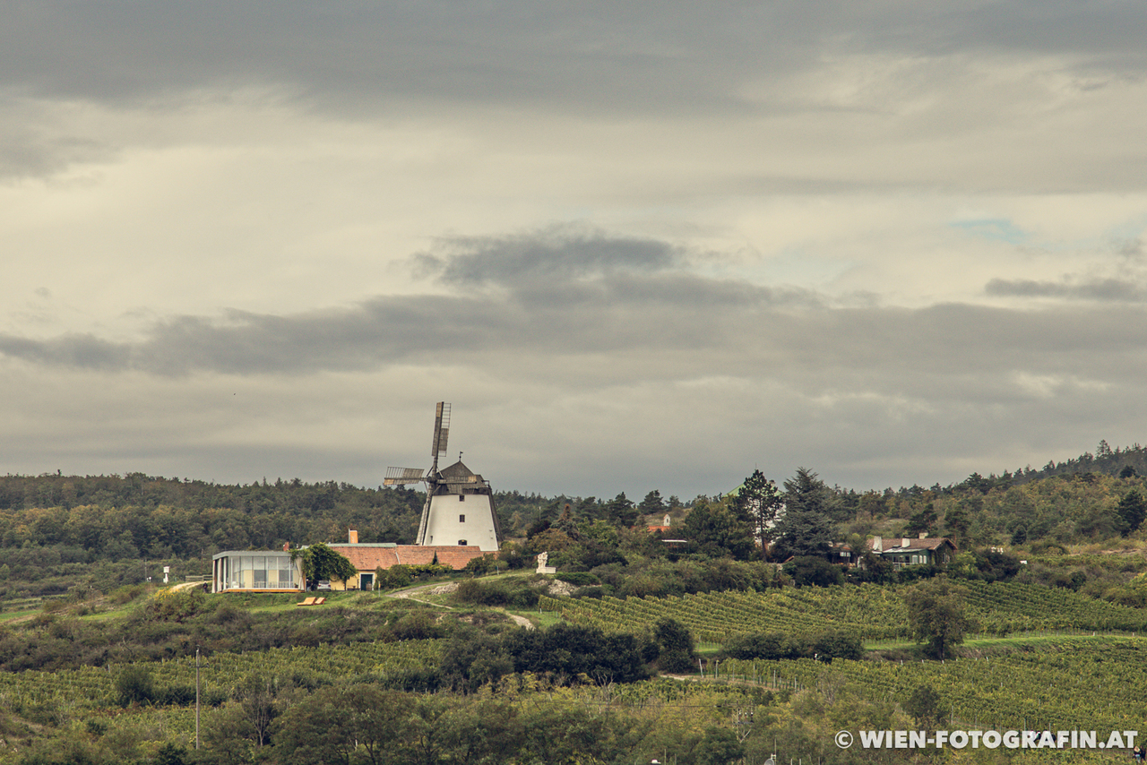 Blick zur Windmühle